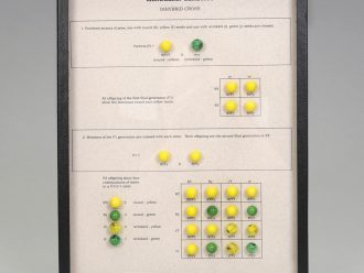 Mendelian Genetics Dihybrid Cross Display, Biorama™ Preparation