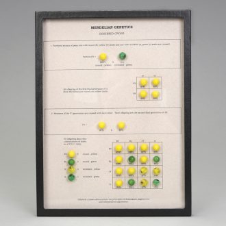 Mendelian Genetics Dihybrid Cross Display, Biorama™ Preparation