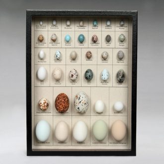 North American Egg Collection, Biorama™ Preparation