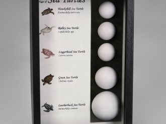 Sea Turtle Egg Display, Biorama™ Preparation