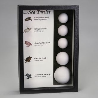 Sea Turtle Egg Display, Biorama™ Preparation