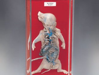 Pig Embryo Injected Biosmount
