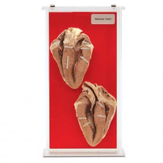 Bisected Mammal Heart Biosmount™