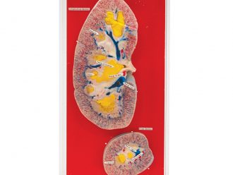 Injected Pig Kidney Biosmount™