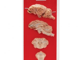 Sheep Brain Biosmount™