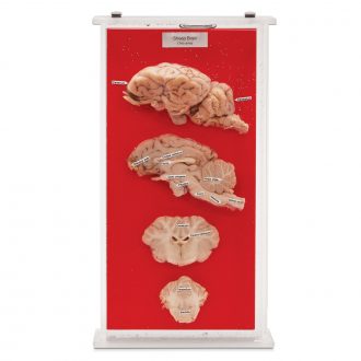 Sheep Brain Biosmount™
