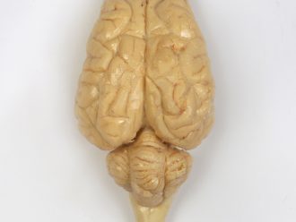 Plastinated Whole Sheep Brain
