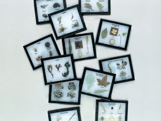 Plant Kingdom Survey Set, Biorama™ Preparation