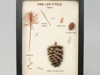 Pine Life Cycle Biorama