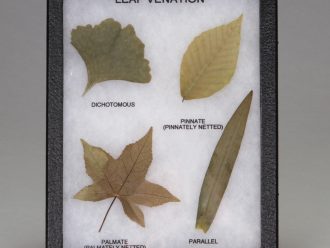 Leaf Venation, Biorama™ Preparation