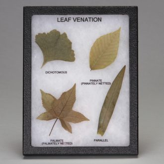 Leaf Venation, Biorama™ Preparation