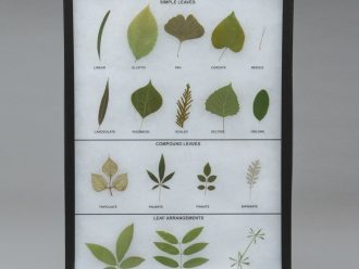 Leaf Shapes and Arrangements, Biorama™ Preparation