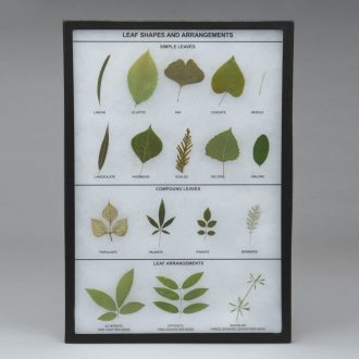 Leaf Shapes and Arrangements, Biorama™ Preparation