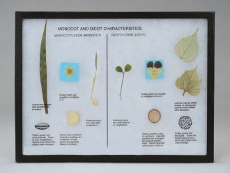 Monocot and Dicot Comparison Biorama™