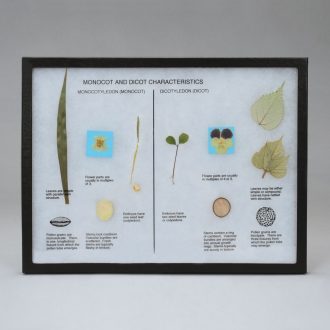 Monocot and Dicot Comparison Biorama™