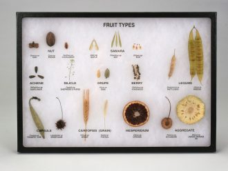 Seed Fruits Set Biorama