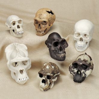 Early Man and Primate Skull Comparison Set