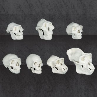 Bone-Colored Hominid and Great Ape Set