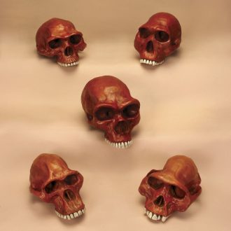 Anthropology Cranium Set