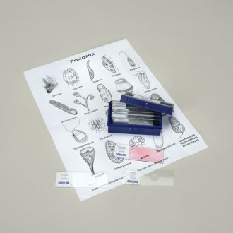 Protozoan Microscope Slide Set