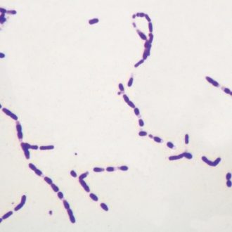 Bacterial Spores, w.m. Microscope Slide