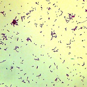 Bacillus cereus, w.m. Microscope Slide