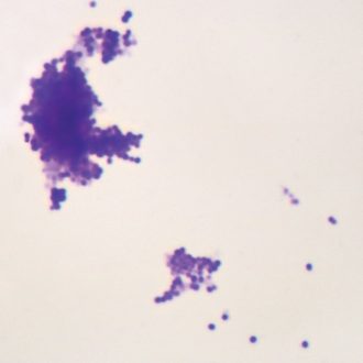 Staphylococcus epidermidis, w.m. Microscope Slide
