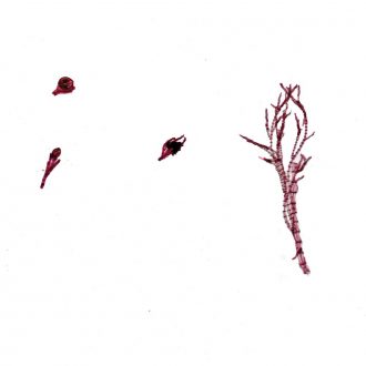 Polysiphonia Combination, w.m. Microscope Slide