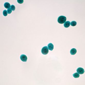 Chlamydomonas, w.m. Microscope Slide