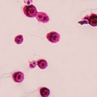 Chlamydomonas Flagella, w.m. Microscope Slide