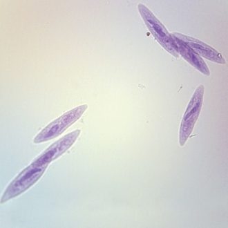 Paramecium Slide, w.m.