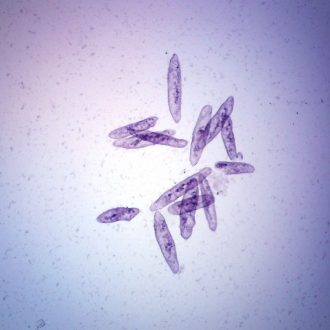Spirostomum, w.m., Microscope Slide