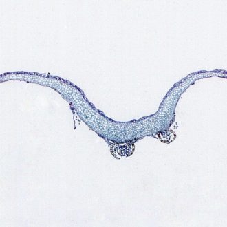 Marchantia Thallus, c.s., 12 µm Microscope Slide