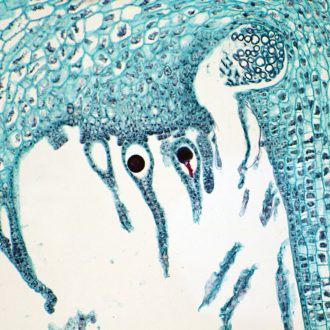 Marchantia Archegoniphore, l.s., 12 µm Microscope Slide
