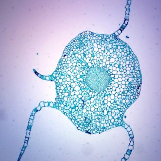 Moss Gametophyte Stem, cross section, Microscope Slide