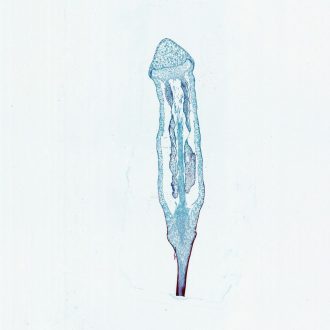 Moss Capsule, l.s, 12 µm Microscope Slide