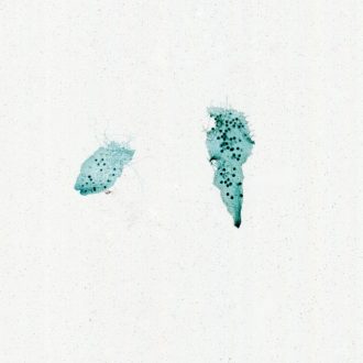 Fern Antheridia, w.m. Microscope Slide