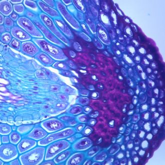 Polypodium Rhizome, c.s., 12 µm Microscope Slide