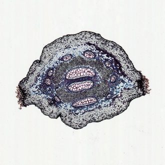 Pteridium Rhizome, c.s., 12 µm Microscope Slide