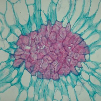 Sclerids, sec., 12 µm Microscope Slide