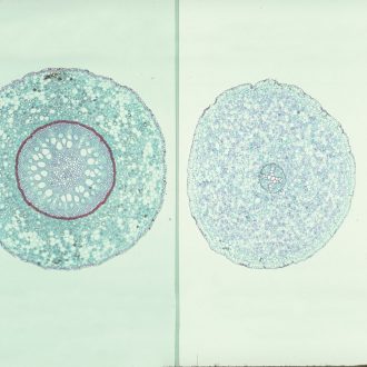 Typical Monocot and Dicot Roots, c.s., 12 µm Microscope Slide