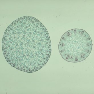 Typical Monocot and Dicot Stem Slide, c.s., 12 µm