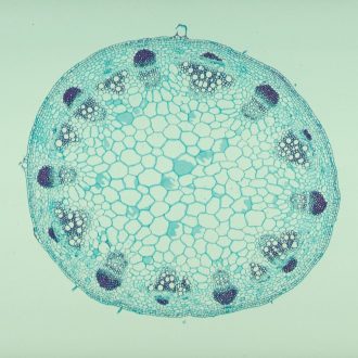 Sunflower Stem, c.s., 12 µm Microscope Slide