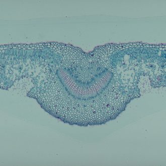 Oleander Leaf, c.s., 12 µm Microscope Slide