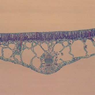 Water Lily Leaf, c.s., 12 µm Microscope Slide