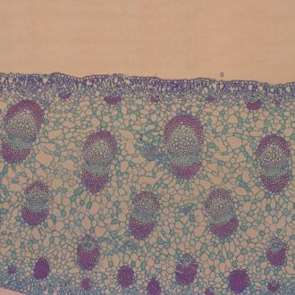 Yucca Leaf, c.s., 12 µm Microscope Slide