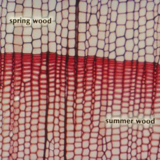 American Basswood, sec., 15 µm Microscope Slide