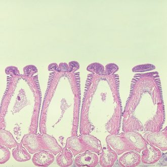 Starfish Ray (Arm), c.s. 7 µm H&E Microscope Slide