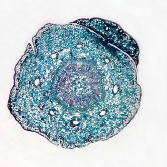 Pine Meristematic Stem, c.s., 12 µm Microscope Slide