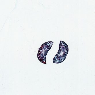 Pine Two-Needle Leaf, c.s. Microscope Slide